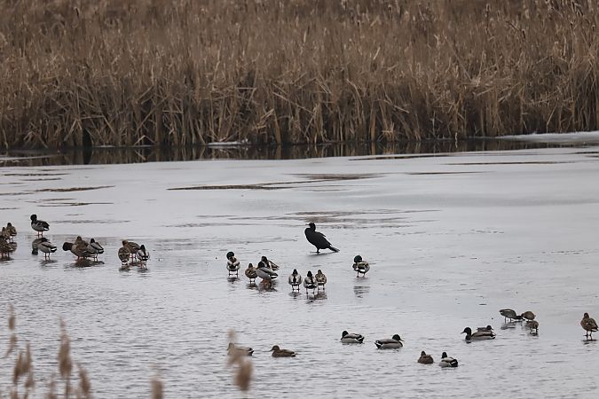 krzyżówka  - Henryk Piernikarczyk