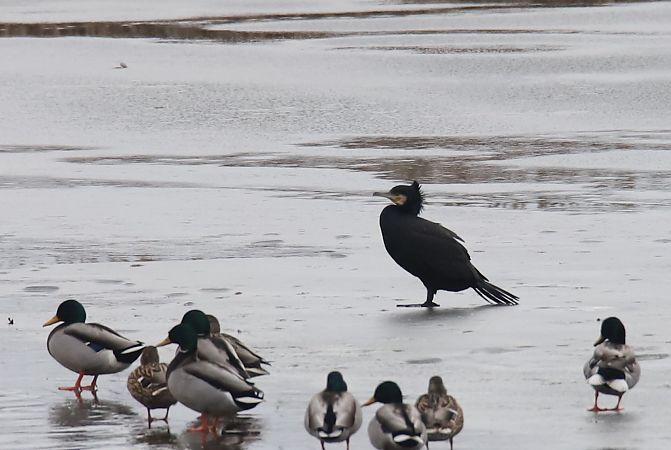 kormoran  - Henryk Piernikarczyk