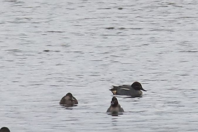 cyraneczka  - Henryk Piernikarczyk