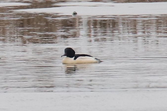 nurogęś  - Henryk Piernikarczyk