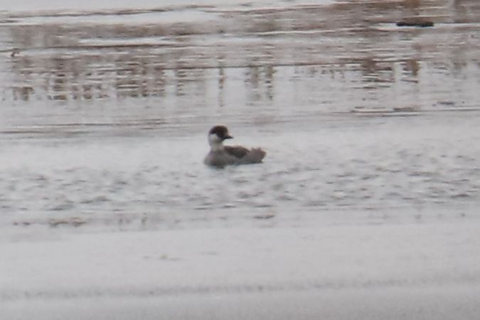 bielaczek  - Henryk Piernikarczyk