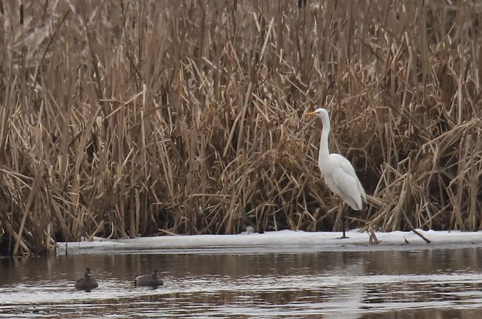 czapla biała  - Henryk Piernikarczyk