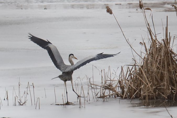 czapla siwa  - Henryk Piernikarczyk