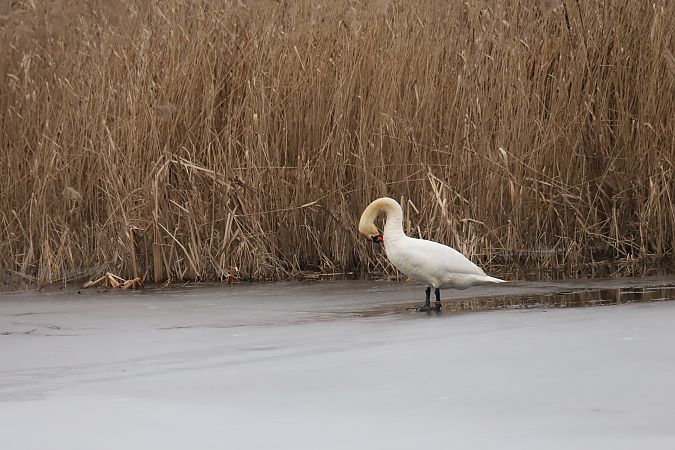 Höckerschwan  - Henryk Piernikarczyk