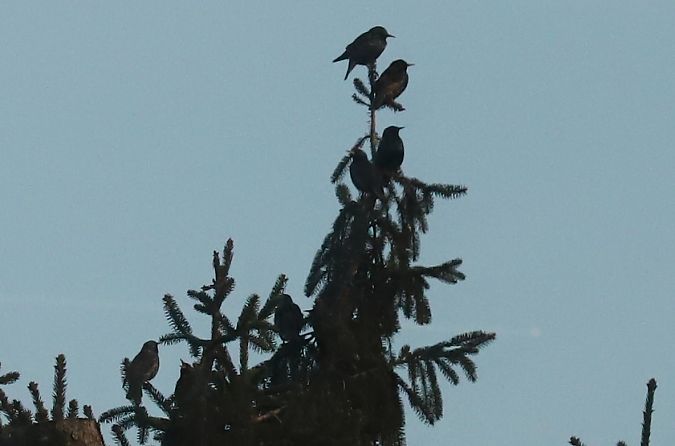 szpak  - Henryk Piernikarczyk