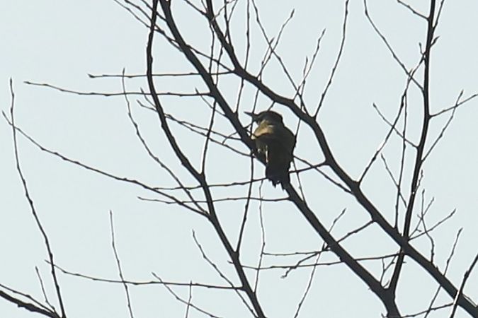 dzięcioł zielony  - Henryk Piernikarczyk