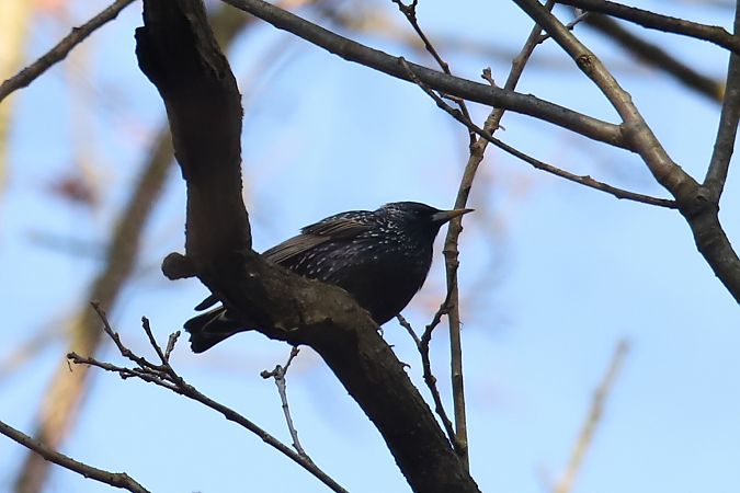 szpak  - Henryk Piernikarczyk
