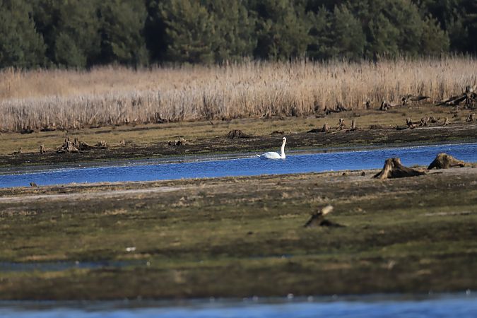 łabędź niemy  - Henryk Piernikarczyk