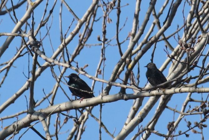 szpak  - Henryk Piernikarczyk