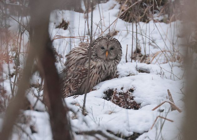 Chouette de l'Oural  - Tomasz Doroń