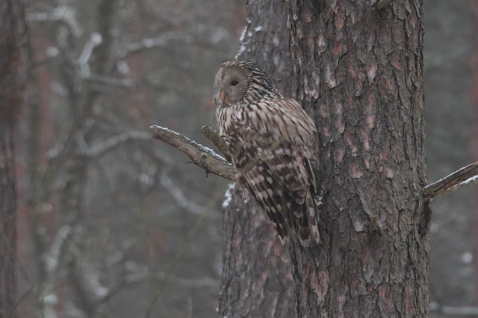 Chouette de l'Oural  - Tomasz Doroń