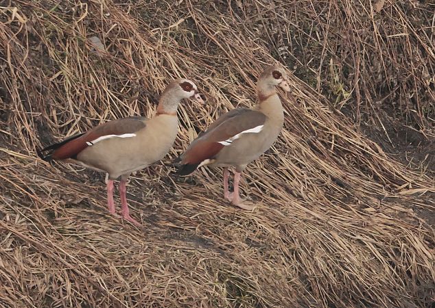 gęsiówka egipska  - Tomasz Doroń
