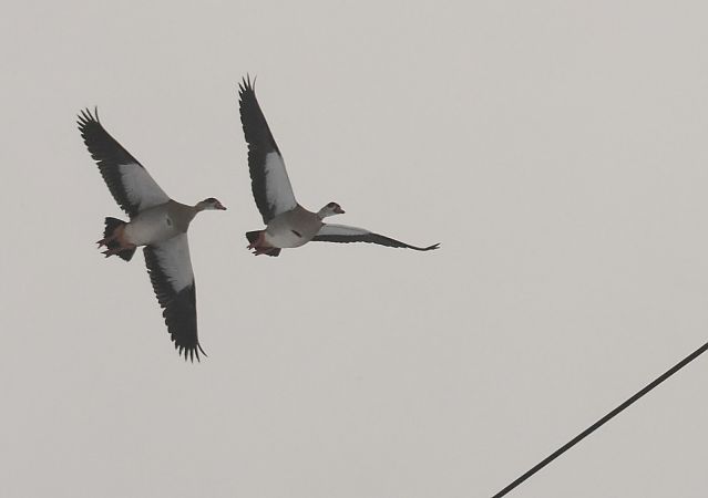 Nilgans  - Tomasz Doroń