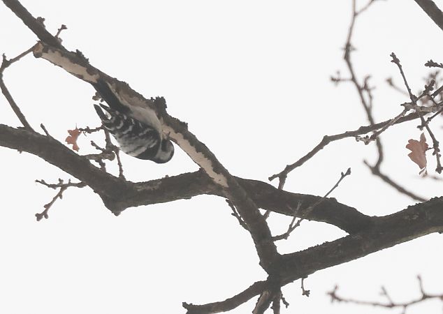 dzięciołek  - Tomasz Doroń