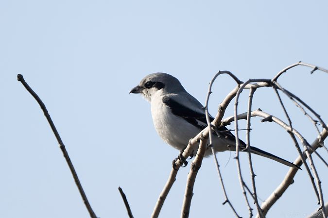 srokosz  - Rafał Gruszka