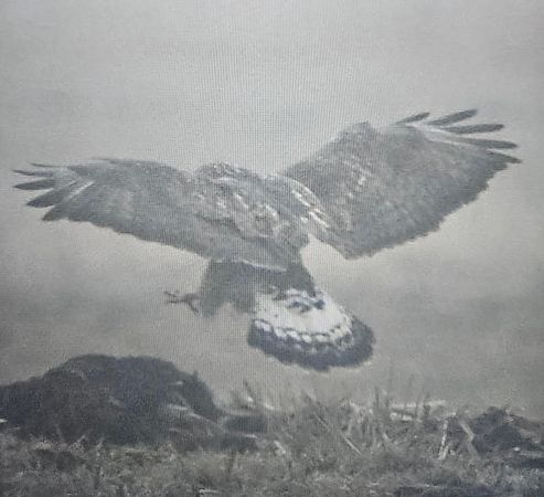 myszołów włochaty  - Rafał Gruszka