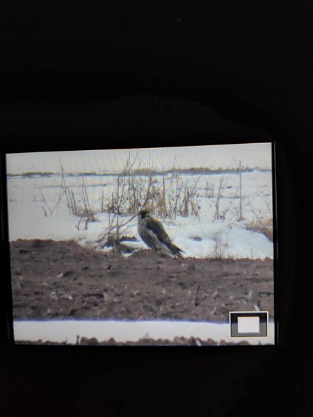 sokół wędrowny  - Tadeusz Sobuś