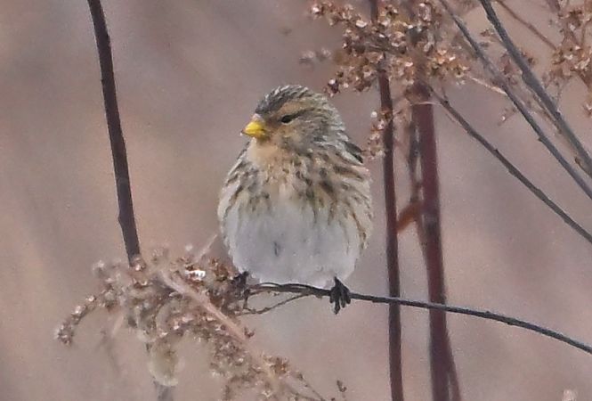 rzepołuch  - Zbigniew Balcerzak