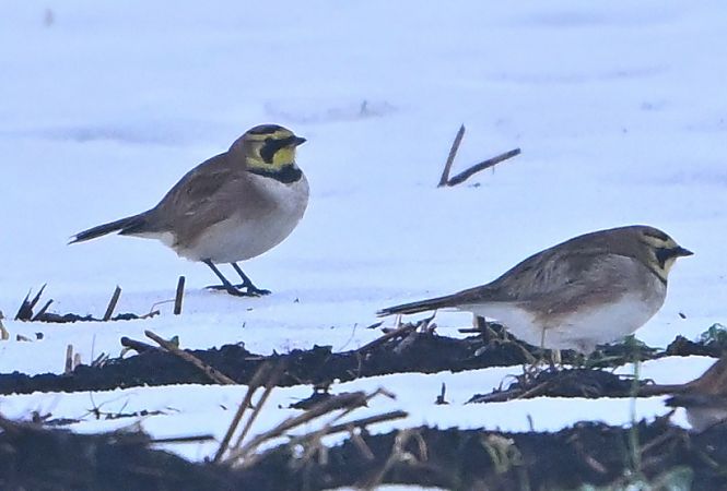 górniczek  - Zbigniew Balcerzak
