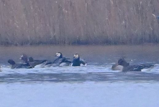 bernikla białolica  - Zbigniew Balcerzak