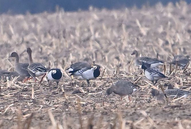 bernikla białolica  - Zbigniew Balcerzak