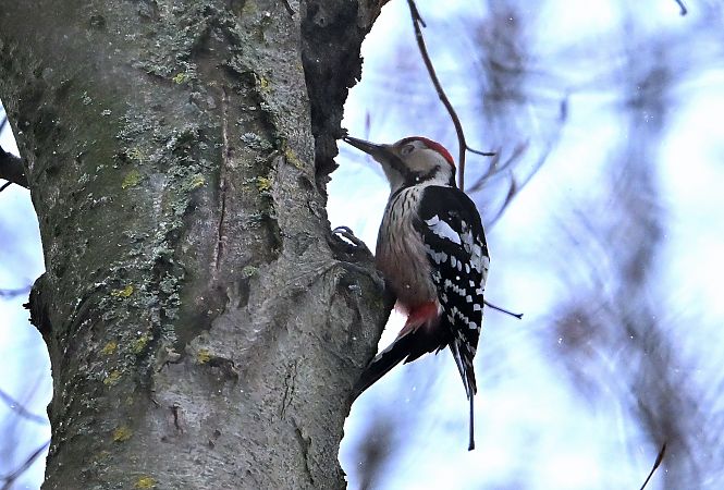 Weissrückenspecht  - Zbigniew Balcerzak