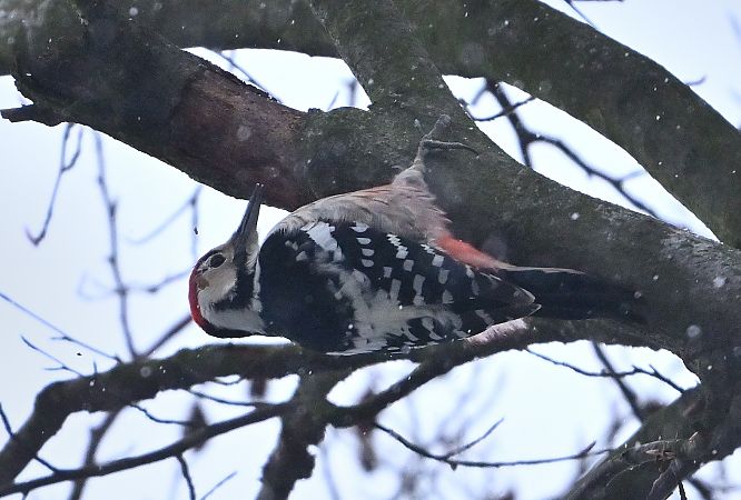 dzięcioł białogrzbiety  - Zbigniew Balcerzak
