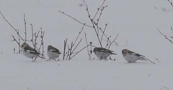 śnieguła  - Monika Turczyńska