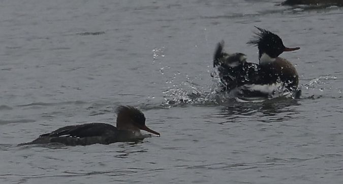 Harle huppé  - Monika Turczyńska