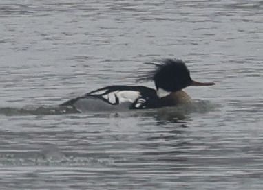 Mittelsäger  - Monika Turczyńska