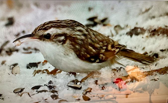 pełzacz leśny  - Monika Turczyńska