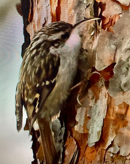 pełzacz ogrodowy  - Monika Turczyńska