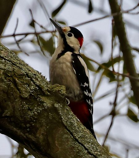 dzięcioł białoszyi  - Monika Turczyńska