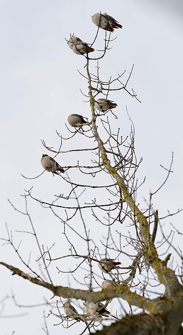 jemiołuszka  - Monika Turczyńska