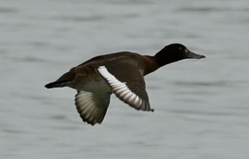 ogorzałka  - Monika Turczyńska