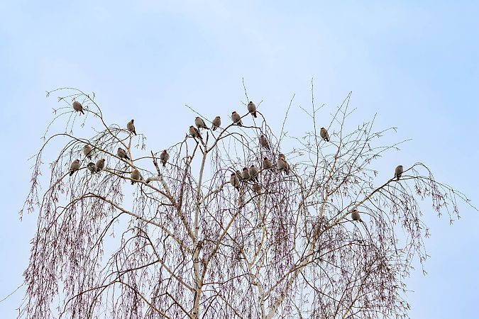 jemiołuszka  - Damian Mikulski