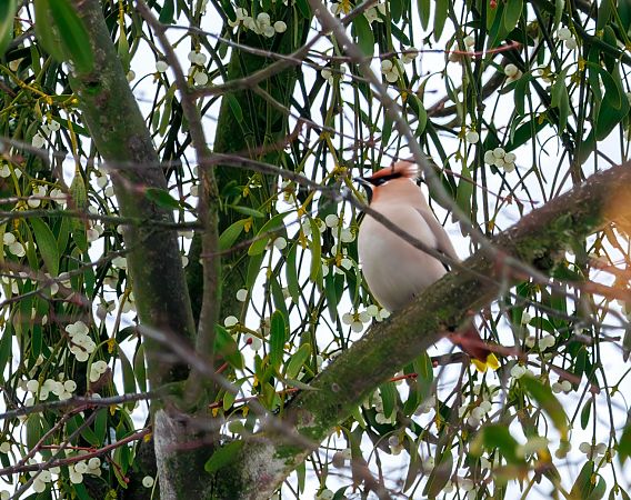 Seidenschwanz  - Damian Mikulski