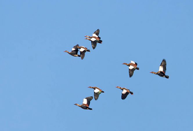 Nilgans  - Damian Mikulski