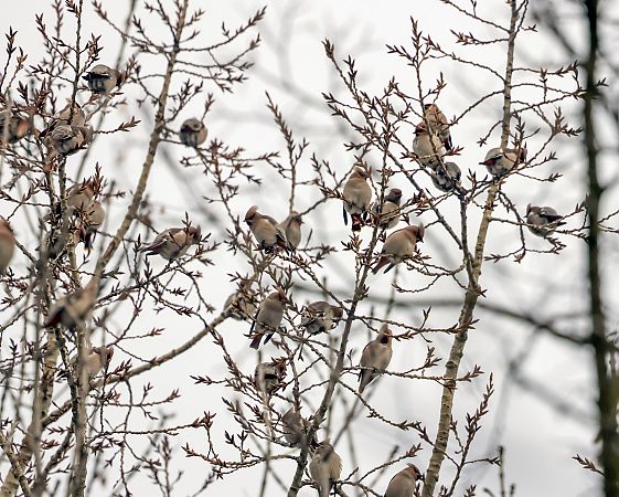 Seidenschwanz  - Damian Mikulski