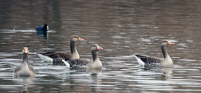 gęgawa  - Damian Mikulski