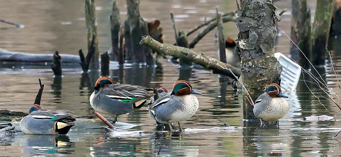cyraneczka  - Damian Mikulski