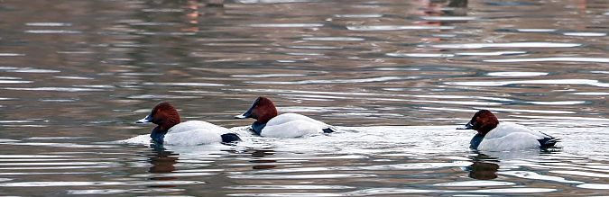 Tafelente  - Damian Mikulski