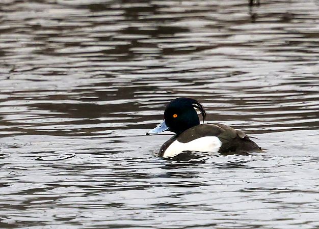 czernica  - Damian Mikulski