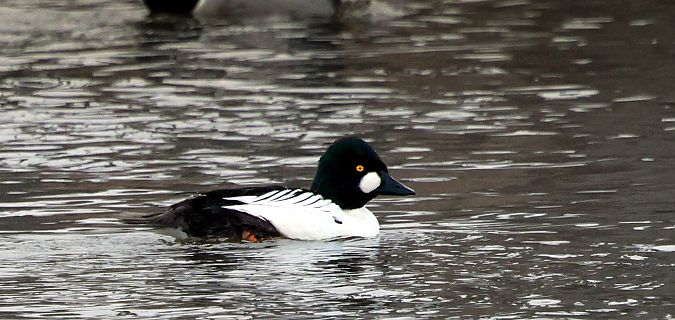 gągoł  - Damian Mikulski