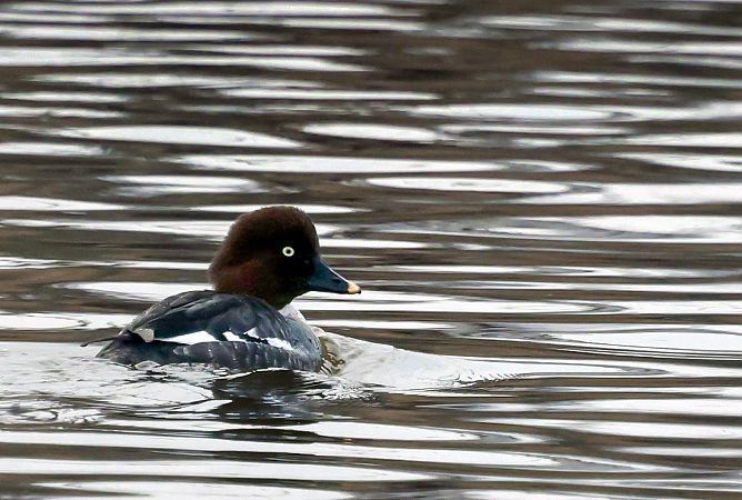 Garrot à œil d'or  - Damian Mikulski