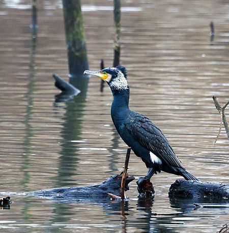 kormoran  - Damian Mikulski