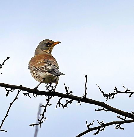 kwiczoł  - Damian Mikulski