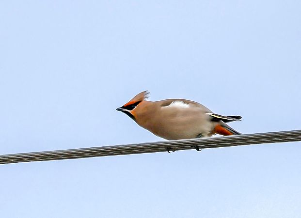 jemiołuszka  - Damian Mikulski