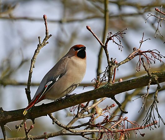 jemiołuszka  - Damian Mikulski