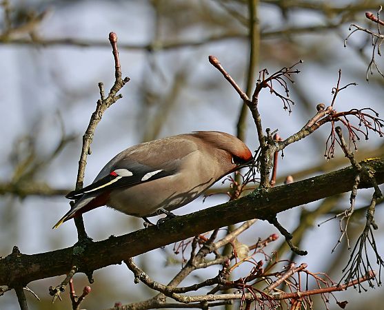 Seidenschwanz  - Damian Mikulski